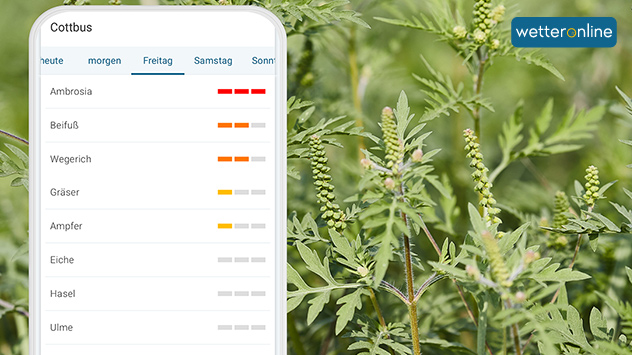 Smartphone mit Pollenflugvorhersage vor Ambrosiapflanze