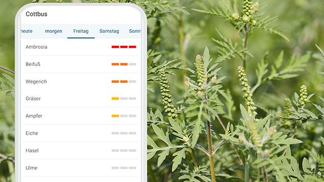 Smartphone mit Pollenflugvorhersage vor Ambrosiapflanzen.