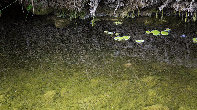 Fische in einem Gumpen