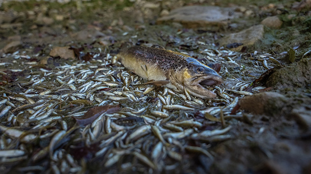 Tote Forelle und Kleinfische