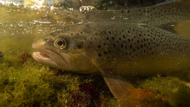Forelle kämpft ums Überleben