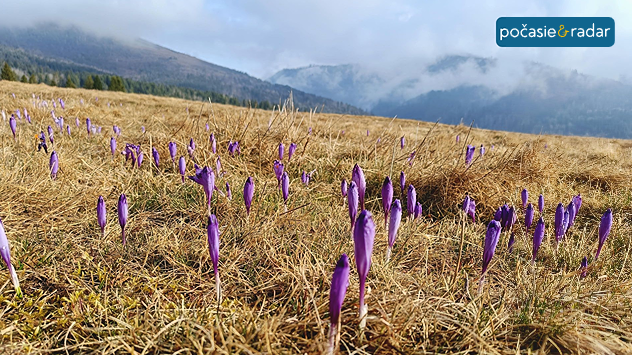 Fialové krokusy na horskej lúke, v pozadí hory a nízka oblačnosť