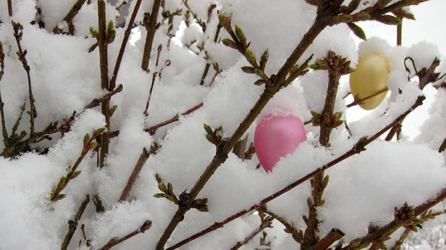 © Carmen Sykes Osterhase im Schnee
