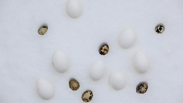 © Andi Koslowski Osterhase im Schnee