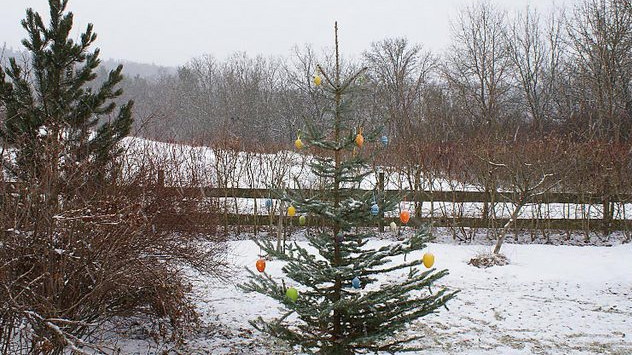 © Christian Enders Osterhase im Schnee