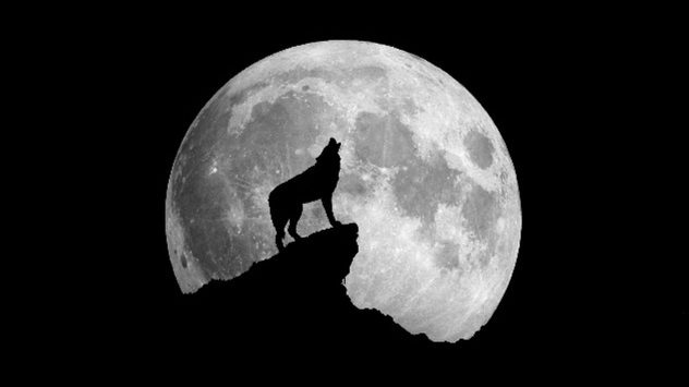 Wolf Moon seo