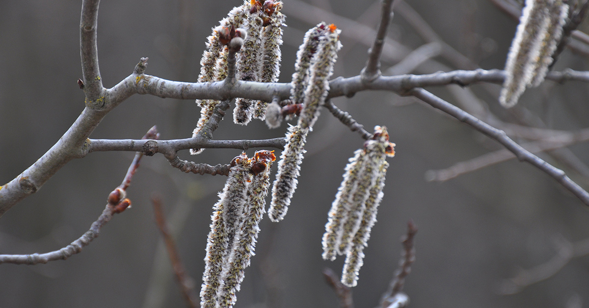 © dpa Pappelkätzchen hängen am Zweig, von Sonne angeschienen