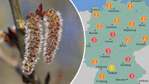Kätzchen von Pappelbaum - Pollenflugvorhersage für Freitag