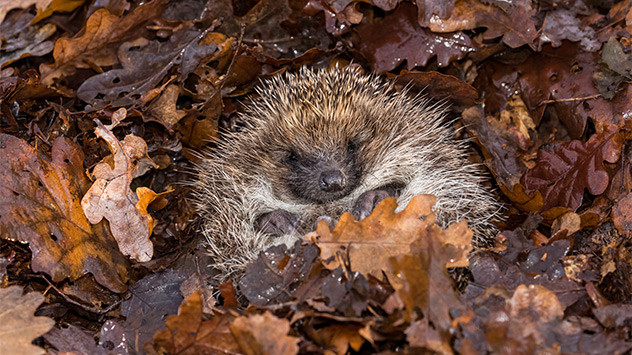 Laubhaufen, in dem es sich ein Igel gemütlich gemacht hat.