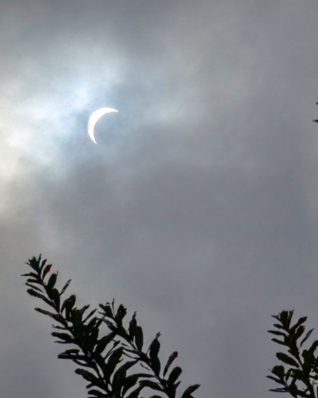 Crescent-shaped Sun during a partial solar eclipse shining through gray cloud, with dark leafy branches silhouetted along the bottom of the frame.
