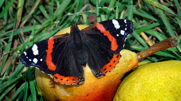 Admiralfalter mit orange-schwarzen Flügeln sitzt auf einer reifen Birne im Gras.