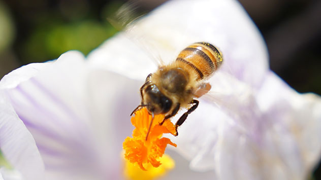 © dpa Milde Tage mit Bienen und Blumen