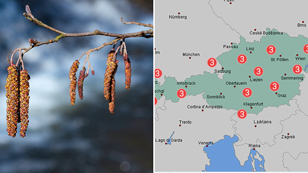 Blühende Kätzchen an einem Zweig, daneben Karte von Österreich mit Markierungen für starken Pollenflug (Stufe 3).