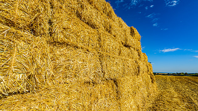 Die Bauern ernten bei uns wie hier in Udenhausen in Nordhessen.