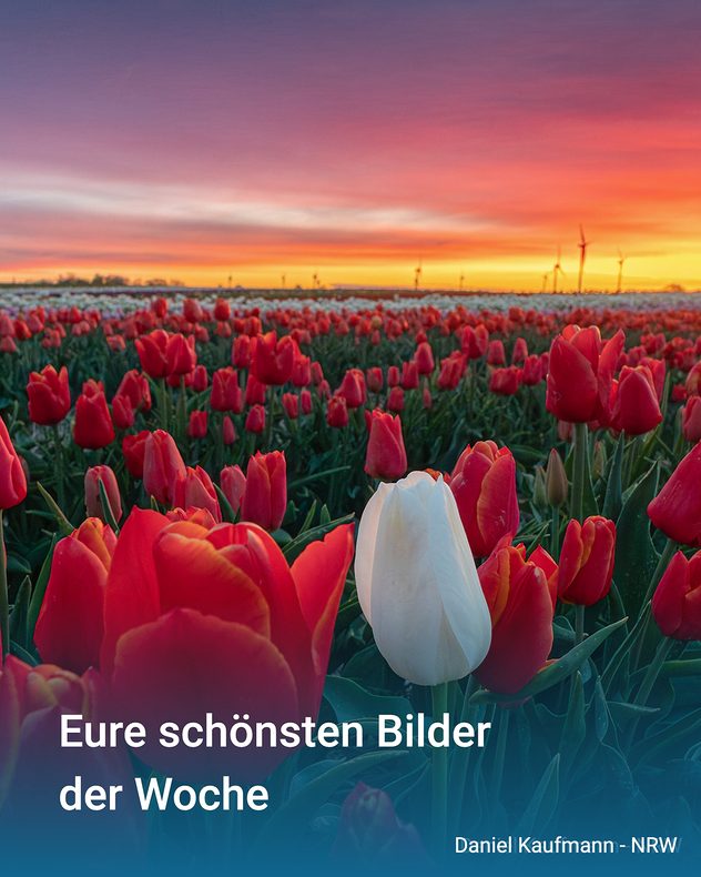 Ein weites Tulpenfeld mit roten und einer einzelnen weißen Blüte im Vordergrund. Im Hintergrund ein intensiver Sonnenaufgang mit orange-rosa Himmel und Windrädern. Die Landschaft wirkt ruhig und weitläufig.