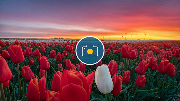 Ein weites Tulpenfeld mit roten und einer einzelnen weißen Blüte im Vordergrund. Im Hintergrund ein intensiver Sonnenaufgang mit orange-rosa Himmel und Windrädern. Die Landschaft wirkt ruhig und weitläufig.