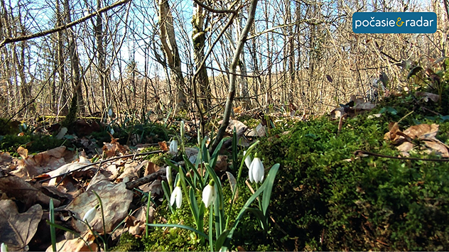 Snežienky vyrastajúce z machu v listnatom lese počas slnečného jarného dňa