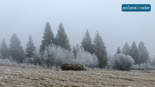 Hmla v lese a omrazené stromy inoväťou.