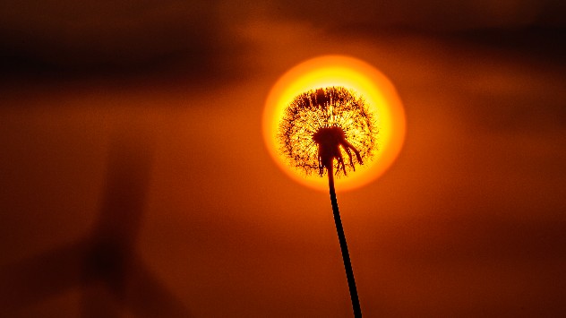 Dandelion in silhouette