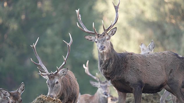 Wildtiere Teaser Rotwild Winter