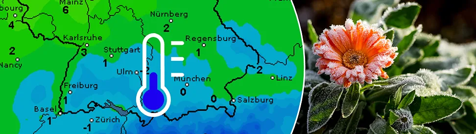 Wetterkarte mit Temperaturen um 0 Grad in Süddeutschland und den Alpen. Daneben eine gefrorene orange Blüte mit Raureif auf Blättern.