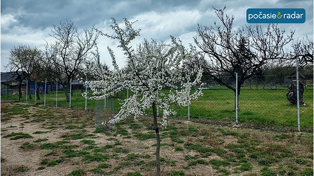 Rozkvitnuté ovocné stromy v záhrade pod zamračenou oblohou