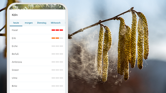 Nahaufnahme von Haselkätzchen mit freigesetzten Pollen. Daneben eine grafische Pollenübersicht. Hoher Haselpollenflug am Beispiel Köln.