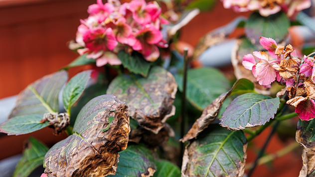 © K-FK / Shutterstock.com Hortensie mit Hitzeschaden