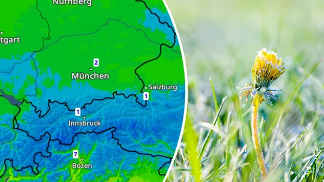 Splitbild. Links Österreichkarte mit Temperaturwerten - rechts ein Löwenzahn mit Eis überzogen.