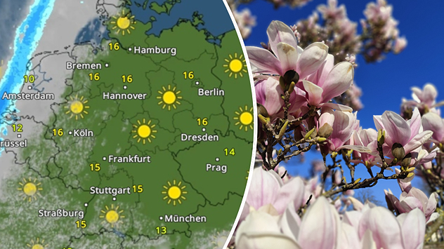 Wettervorhersage einiger Großstädte für Freitag - Blühender Mandelbaum