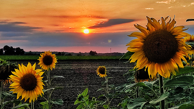 632_20240802__Markus_Baatz__38442_Wolfsburg_Sulfeld64287 - © Markus Baatz Sonnenuntergang über Sonnenblumenfeld