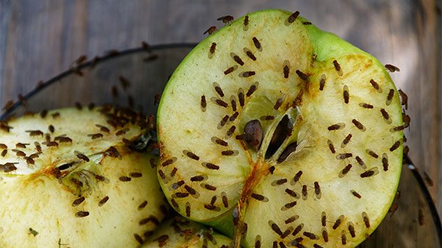 Aufgeschnittener Apfel, stark von Fruchtfliegen befallen, auf einem Holztisch. (c) Anne Webber/Shutterstock.com