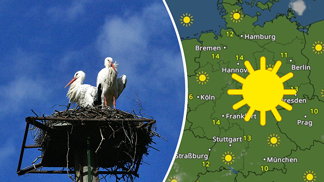 Geteilte Grafik: links zwei Störche auf einem Nest in Münster (Westf.), aufgenommen am 1. März, rechts eine TemperaturRadar-Karte mit viel Sonnenschein und milden Temperaturen.