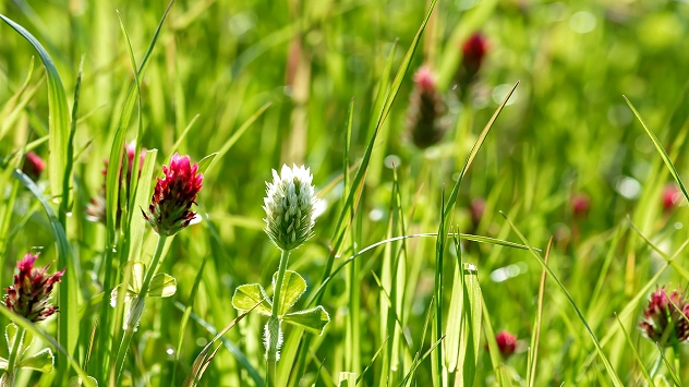 Le printemps reprend des couleurs