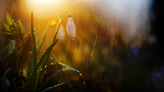 Снимка на кокиче в гората. Вижда се слаб валеж от дъжд по време на изгрев.