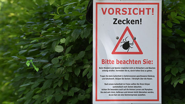 Ab einer Temperatur von circa 7 Grad werden Zecken aktiv.