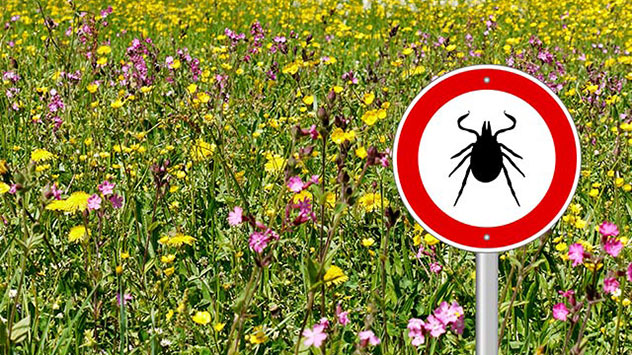 Risikogebiete Zecken