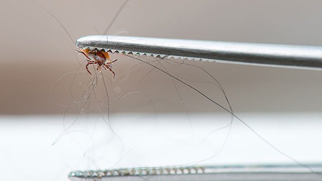 Zecke klebt an Parasit