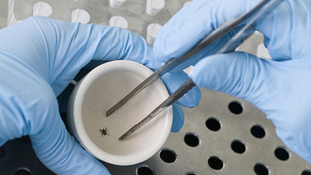 Zecke in Schale - mit Pinzette untersucht