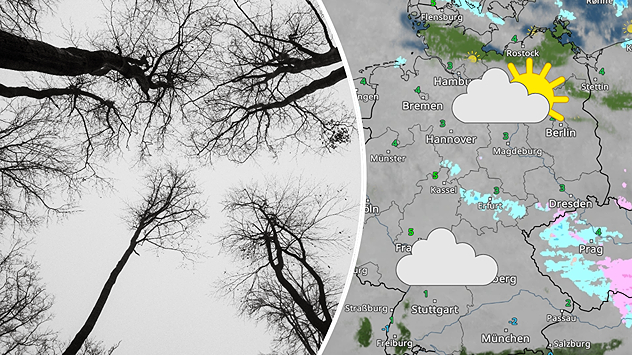 Blick in kahle Baumkronen vor grauem Himmel, daneben eine WetterRadar-Karte mit überwiegend bewölktem Wetter, etwas Sonne im Norden und Schnee- sowie Regengebieten im Osten Deutschlands.
