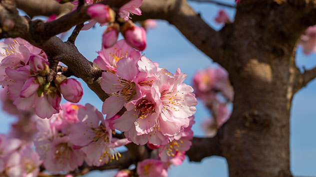Zahlreiche Mandelbäume sind an der Weinstraße in Vollblüte.