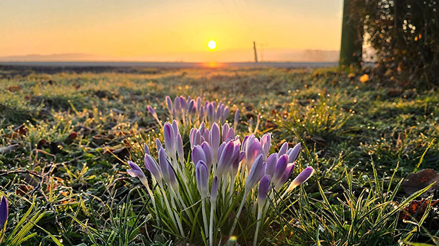 geschlossen Blütenkelche von Krokus