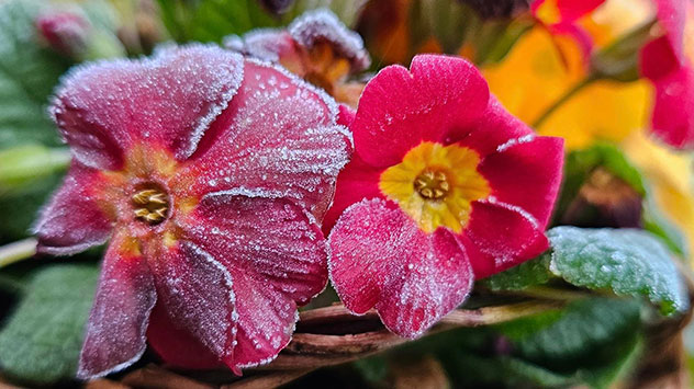 Reif auf roten Blütenblättern