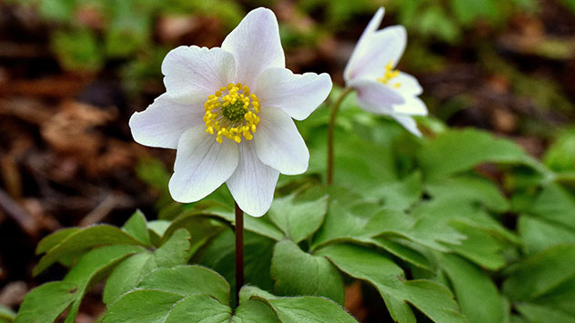 Immer mehr Buschwindröschen kommen aus heraus und bedecken den Boden. 