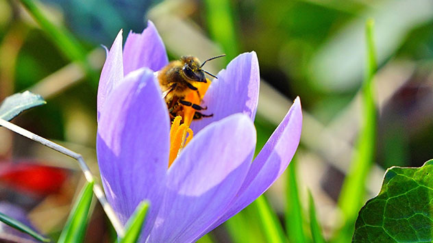 Nach wie vor sind viele Parkanlagen von Krokussen übersät.