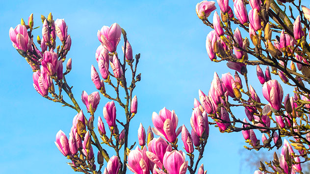 Blühende Magnolie in Köln