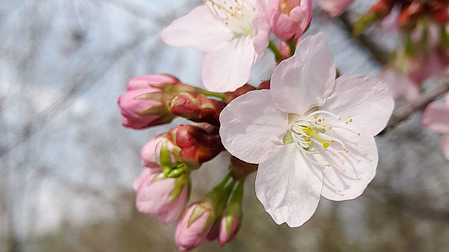 blühender Baum Heidelberg