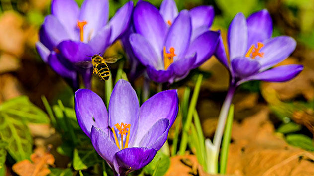 Nach wie vor sind viele Parkanlagen von Krokussen
