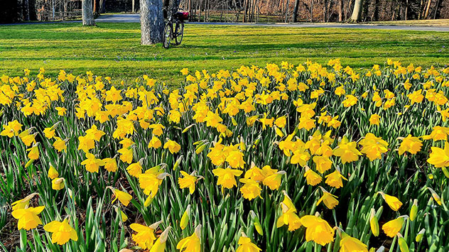 Osterglocken schmücken eine Park in Goslar.