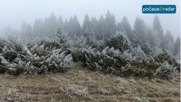 Námrazou pokryté kríky a ihličnatý les v hmle počas mrazivého rána